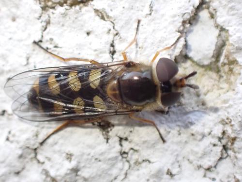 Réf. 350 925 : Eupeodes luniger